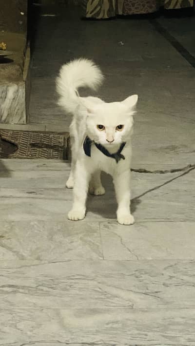 White cat