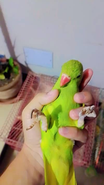 Hand Tamed Self Ringneck Male