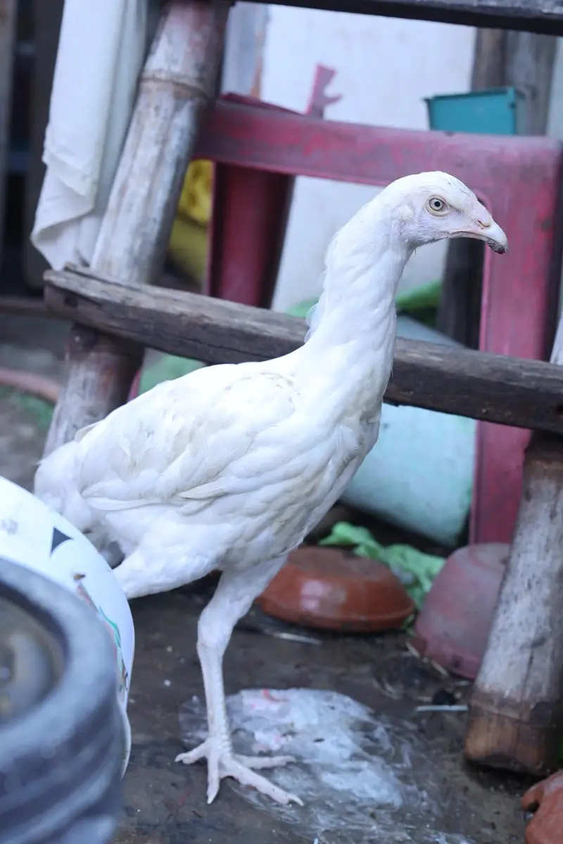 heera aseel top quality and shamo male — photo 2