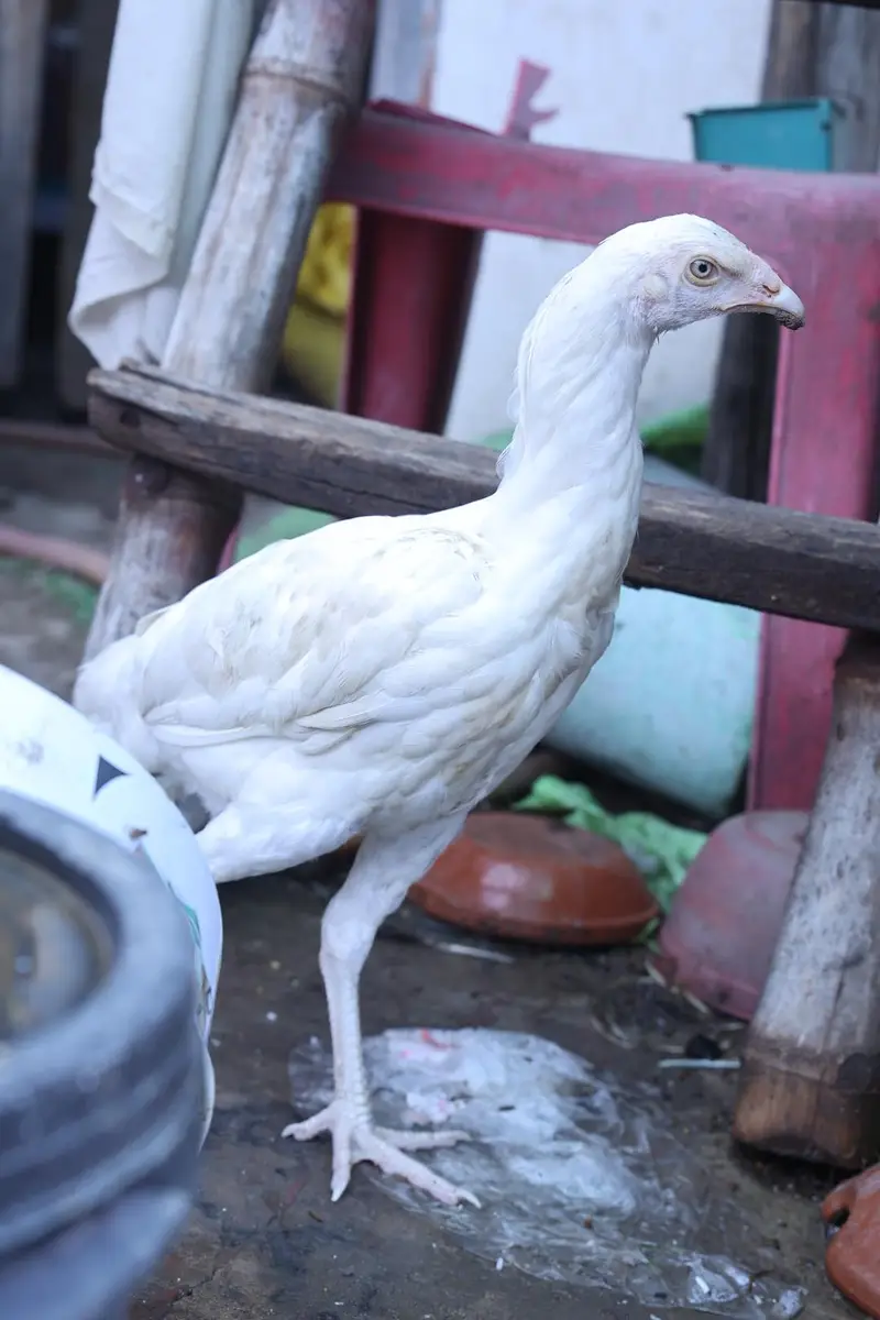 heera aseel top quality and shamo male — photo 3