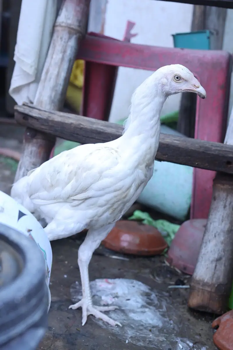 heera aseel top quality and shamo male — photo 4