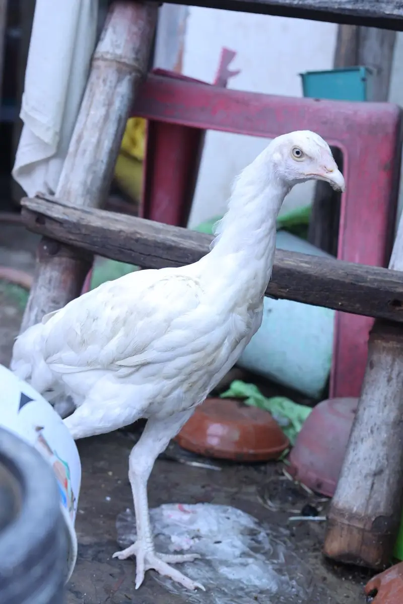 heera aseel top quality and shamo male — photo 5