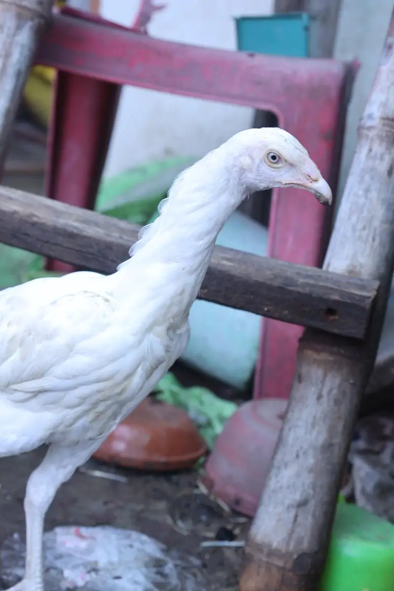 heera aseel top quality and shamo male — photo 6