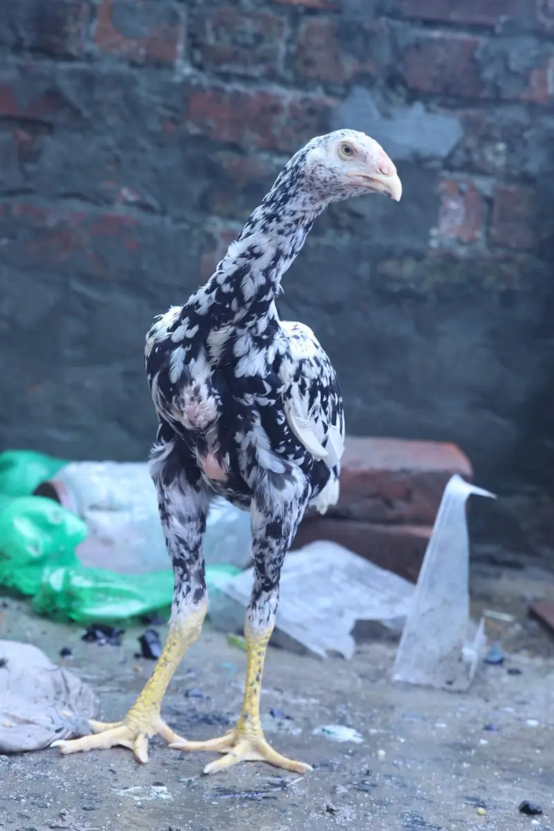 heera aseel top quality and shamo male — photo 7