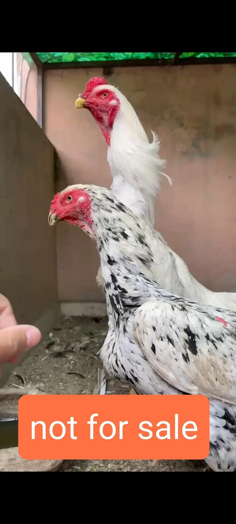 heera aseel top quality and shamo male — photo 8