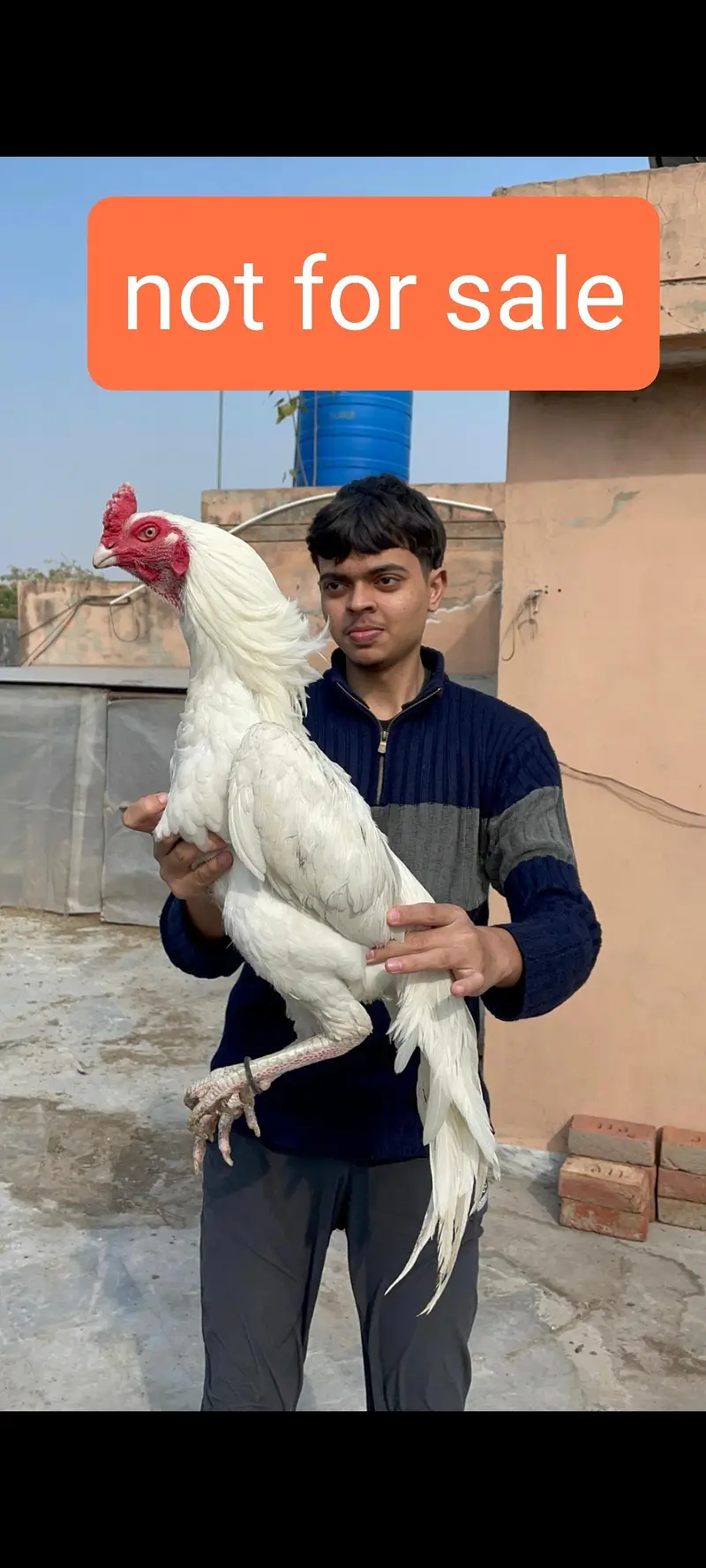 heera aseel top quality and shamo male — photo 9