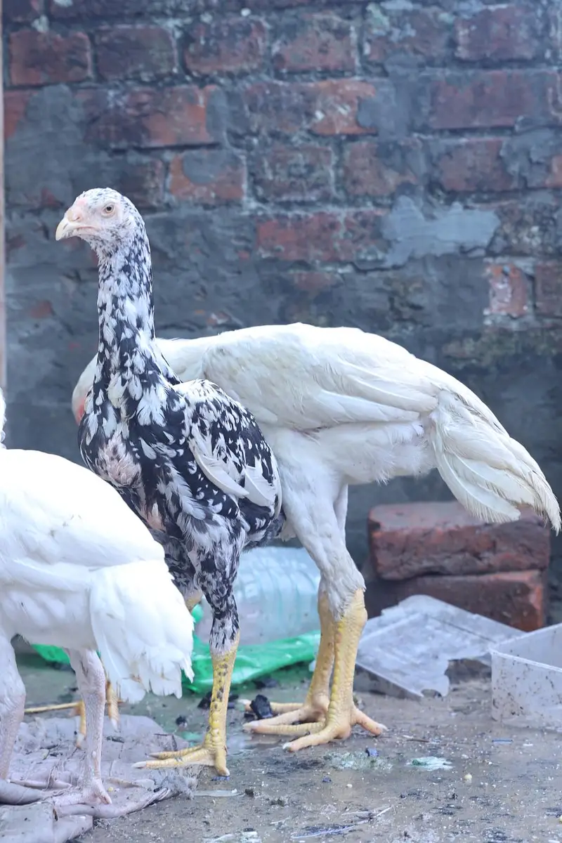 heera aseel top quality and shamo male — photo 10