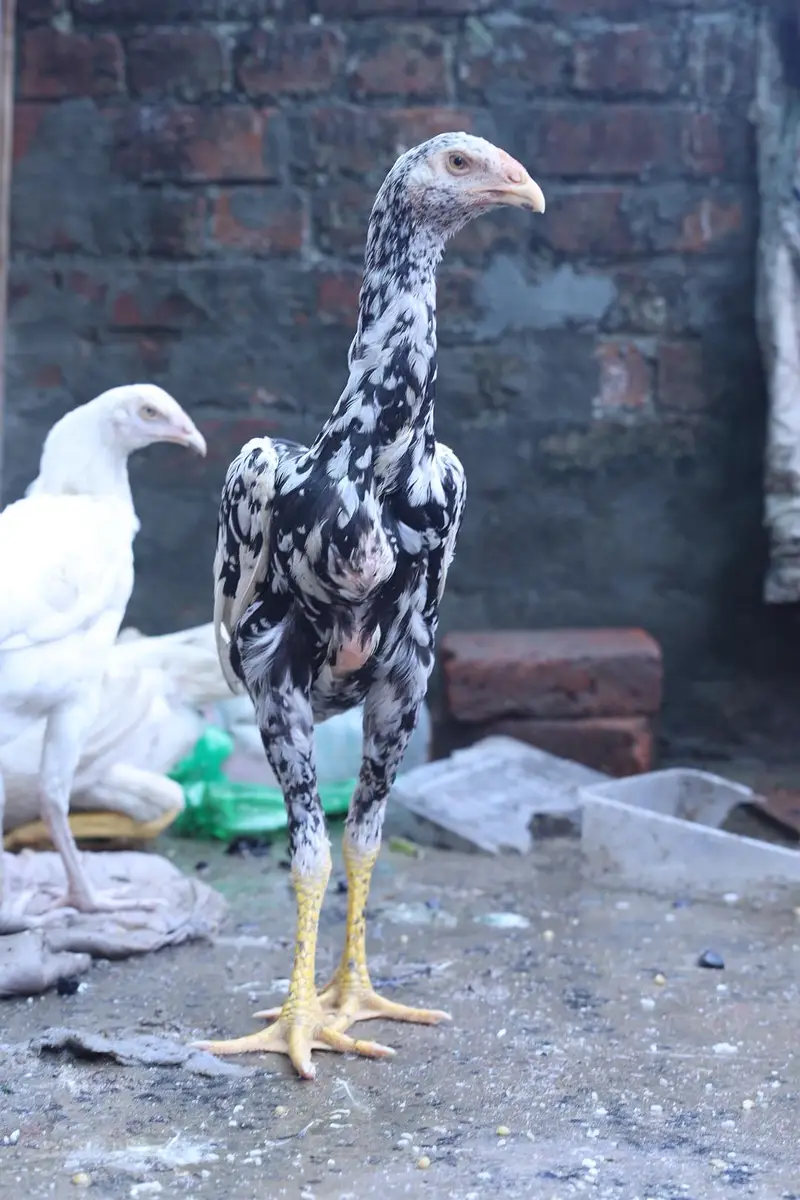 heera aseel top quality and shamo male — photo 11