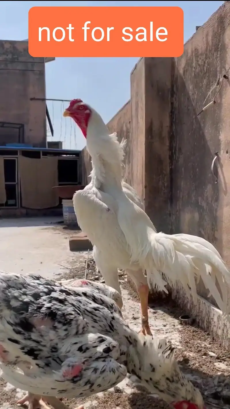 heera aseel top quality and shamo male — photo 12