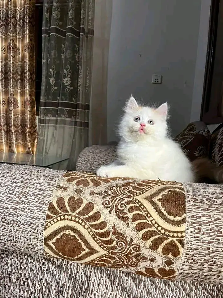 Quality Persian Kittens 3 Coated \/\/atsp 0Ʒ4816363⁠⁠⁠⁠ — photo 2