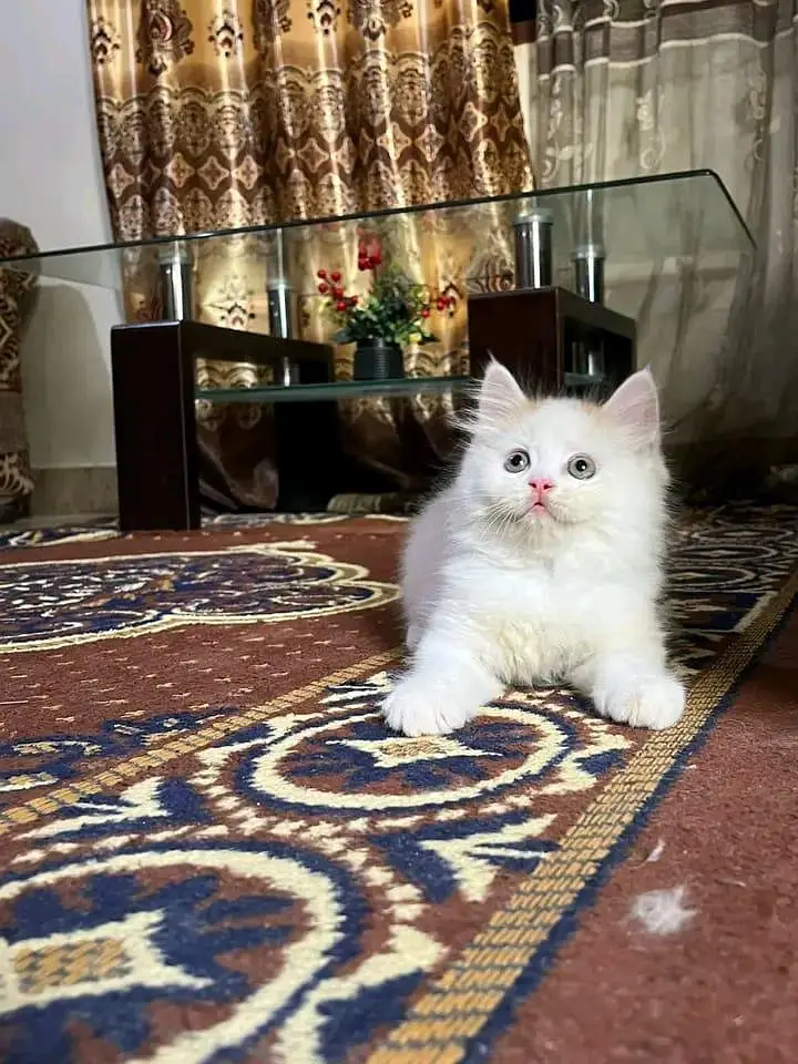 Quality Persian Kittens 3 Coated \/\/atsp 0Ʒ4816363⁠⁠⁠⁠ — photo 3