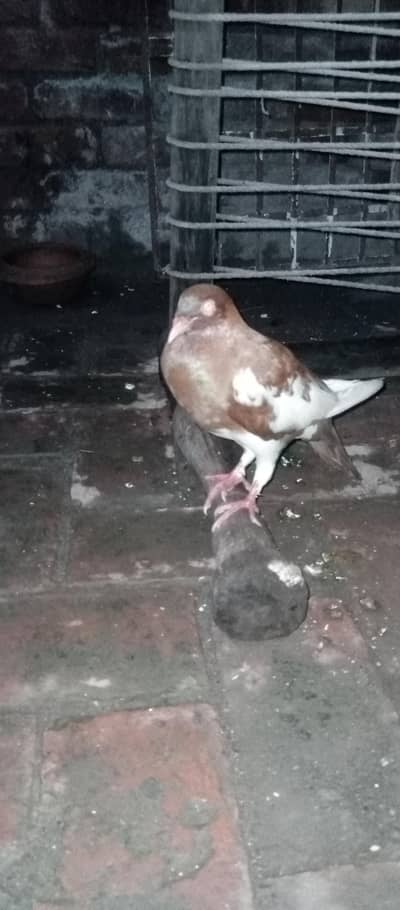 Israeli breeder male