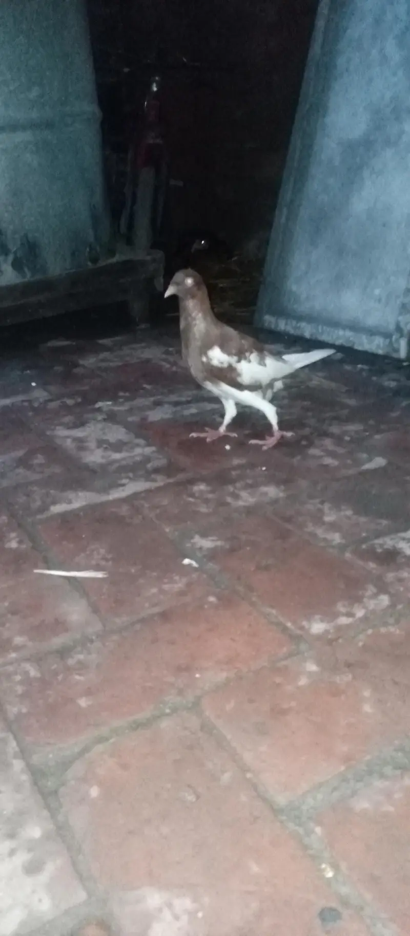 Israeli breeder male — photo 2