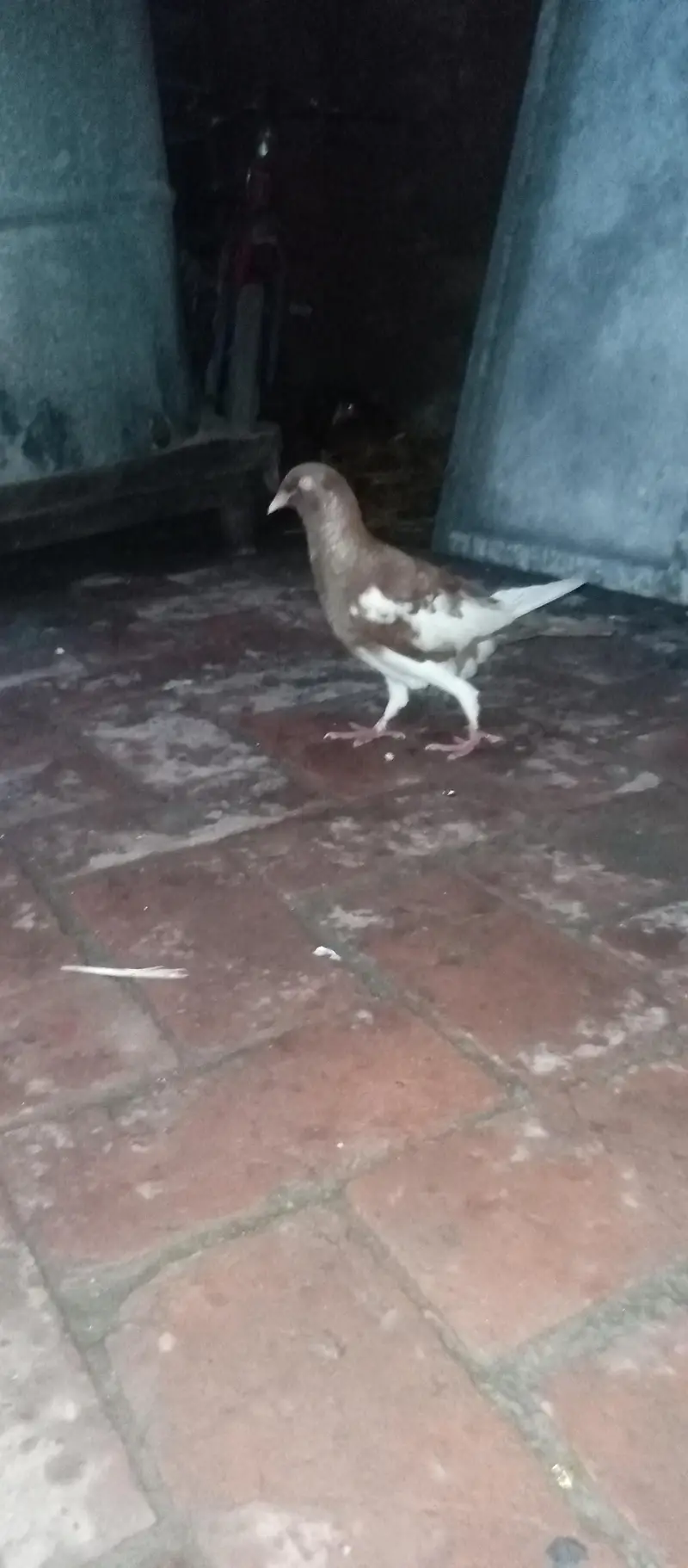 Israeli breeder male — photo 3