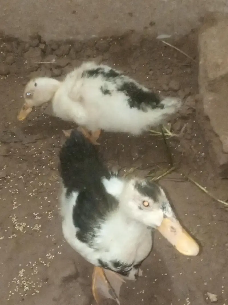 Female and male — photo 2