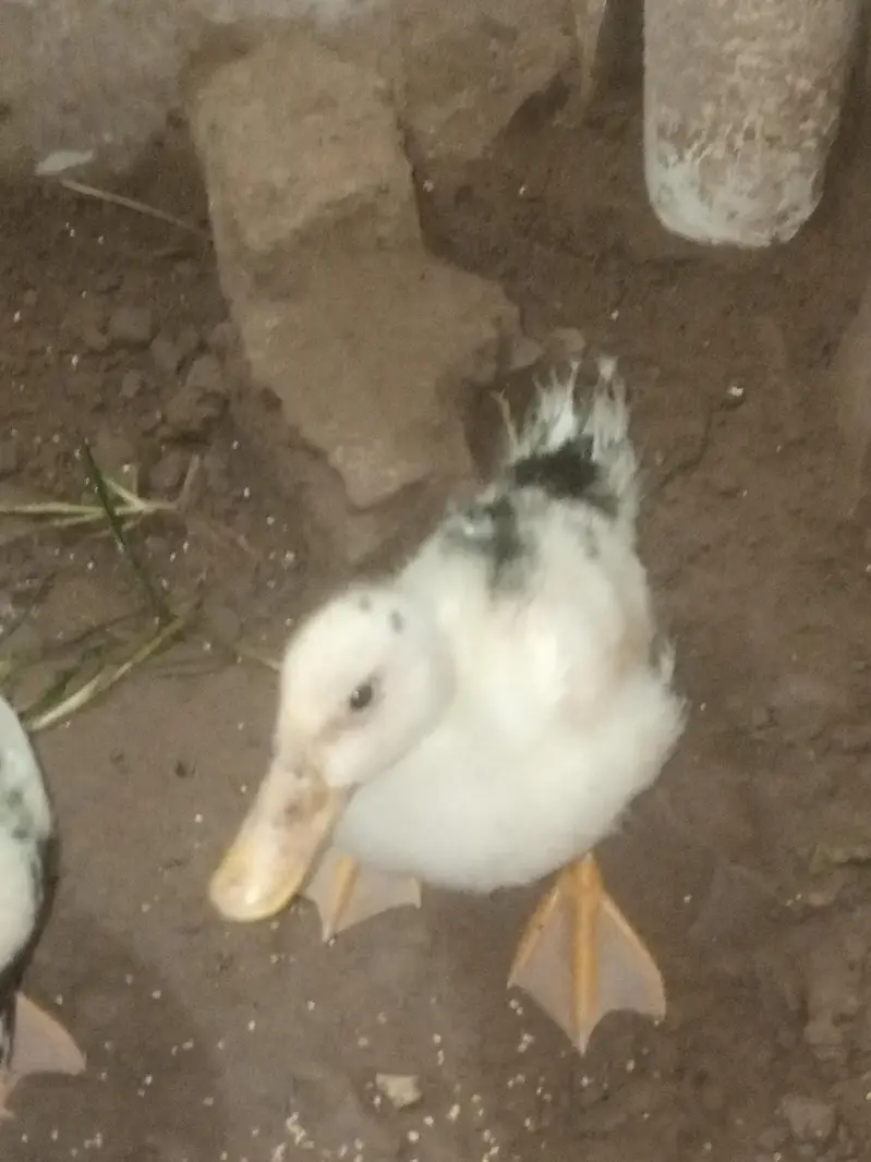 Female and male — photo 3