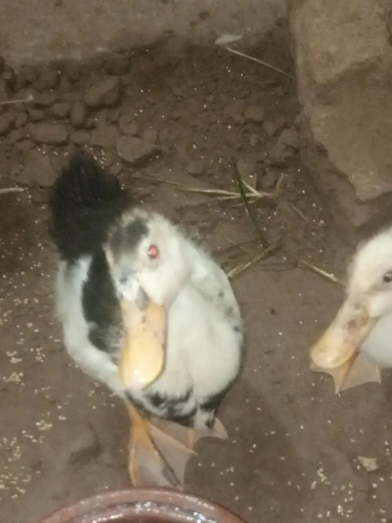 Female and male — photo 4