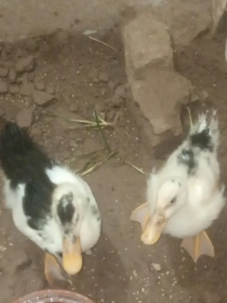 Female and male — photo 5
