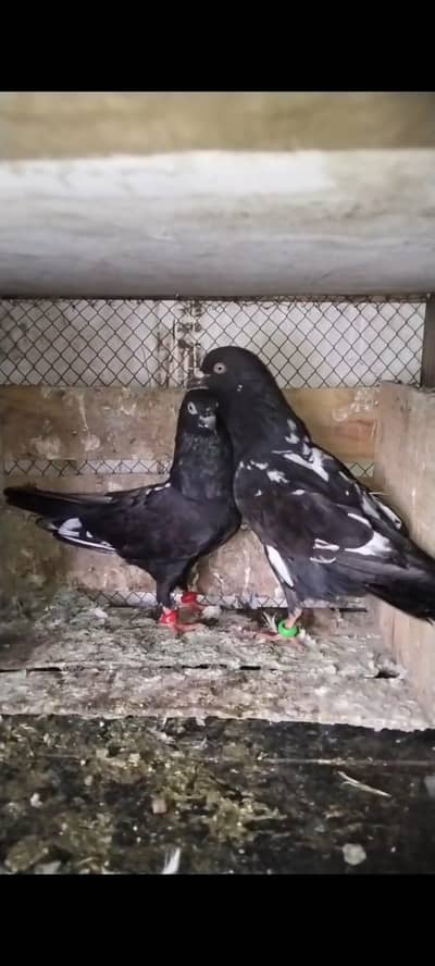 indian zakh pair