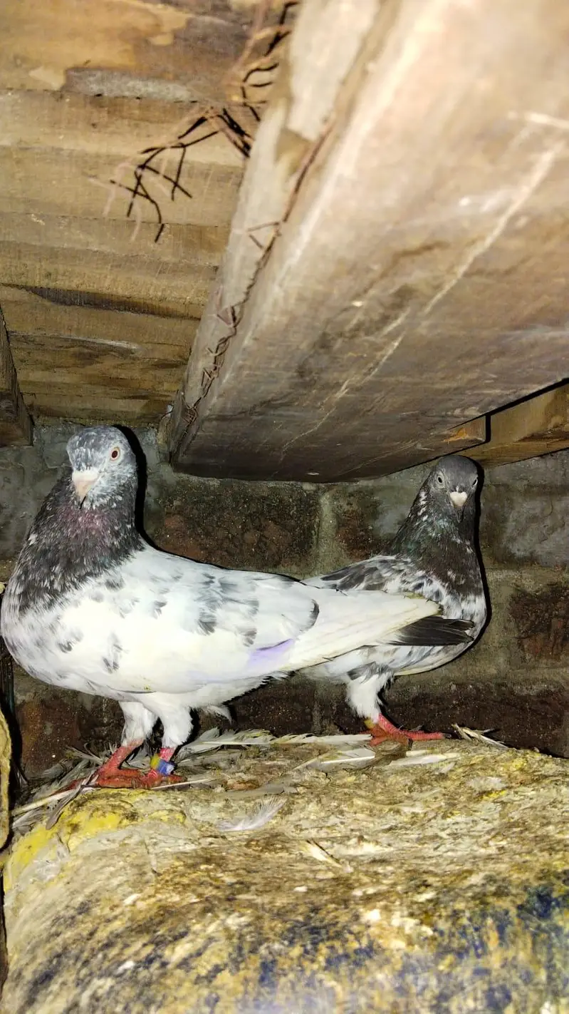 indian zakh pair — photo 2