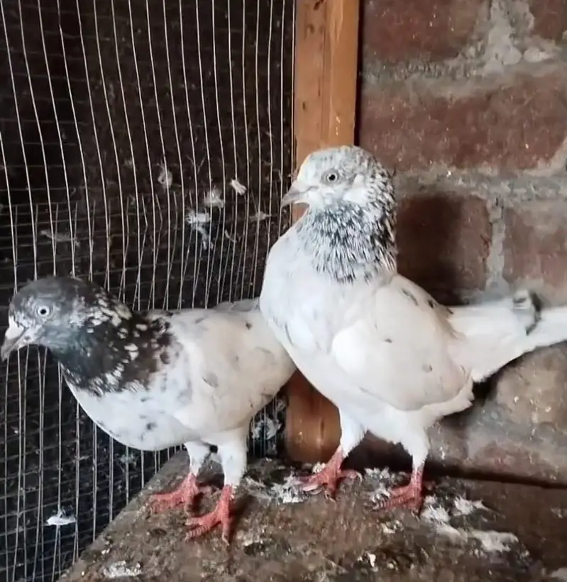 indian zakh pair — photo 3
