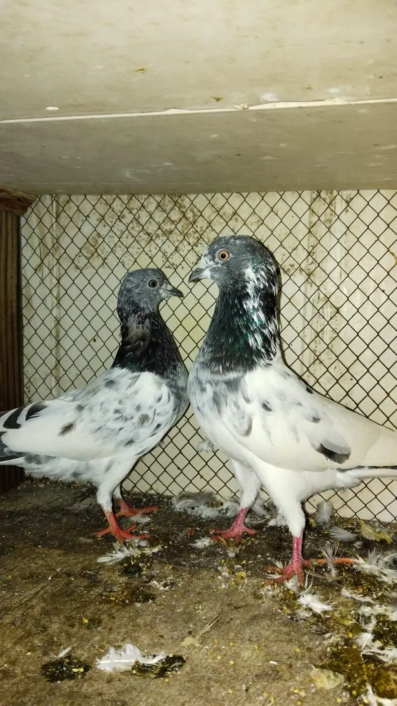 indian zakh pair — photo 4