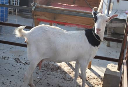black and white goat female