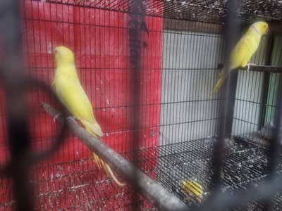 yellow ring neck breeder pair