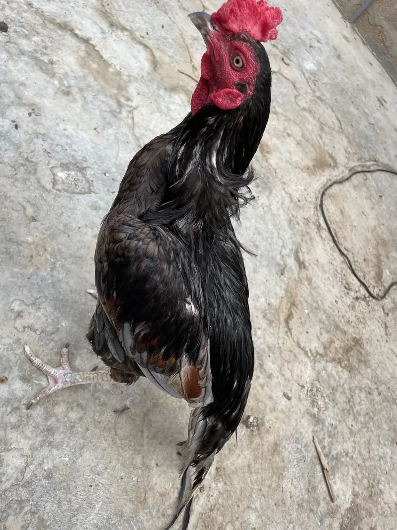 Mianwali Asell murgha — photo 2