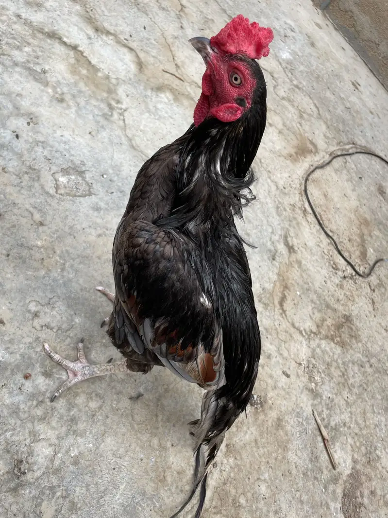Mianwali Asell murgha — photo 3
