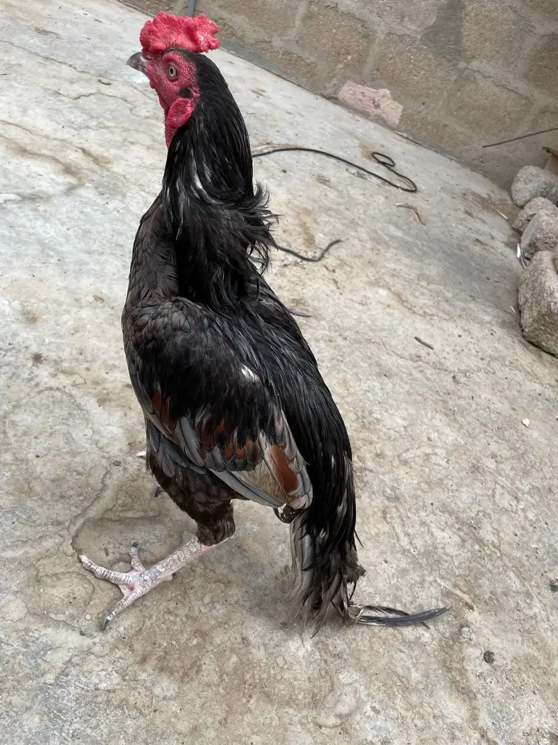 Mianwali Asell murgha — photo 4