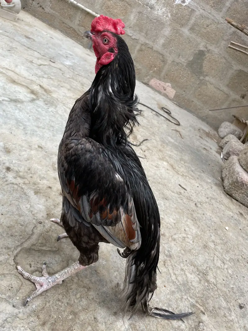 Mianwali Asell murgha — photo 5