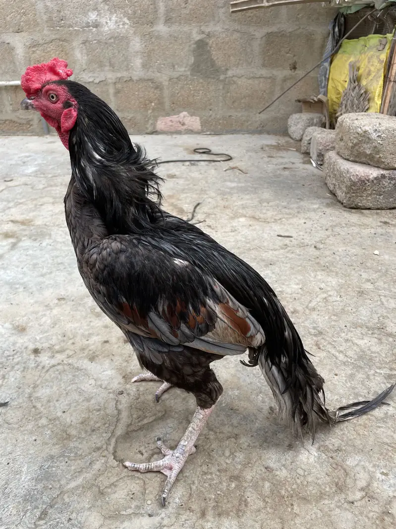 Mianwali Asell murgha — photo 6
