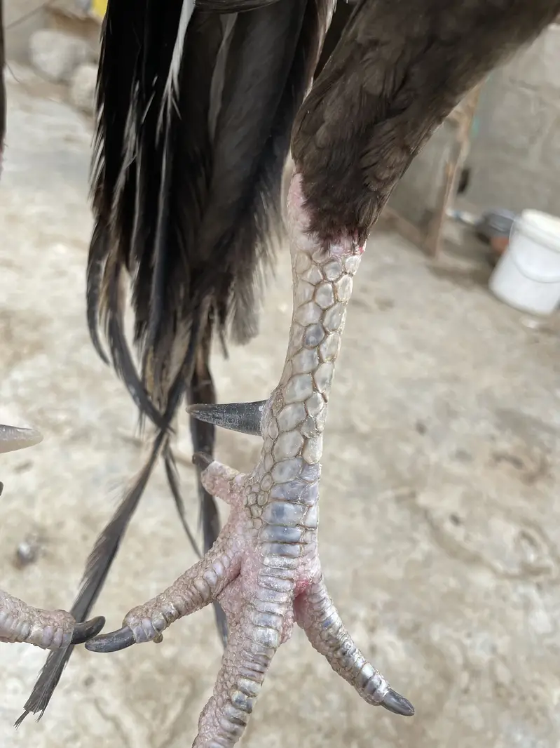 Mianwali Asell murgha — photo 7