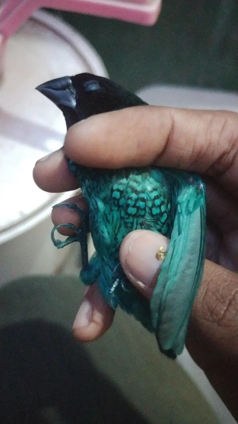 ringack pair and 1 pair cocktail with phataand finish — photo 4