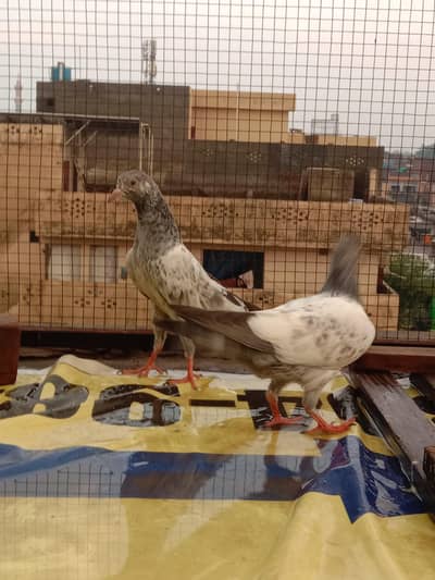 pegions for sale high flying