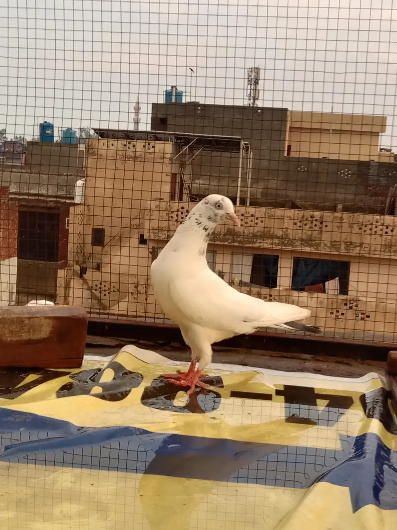 pegions for sale high flying — photo 2