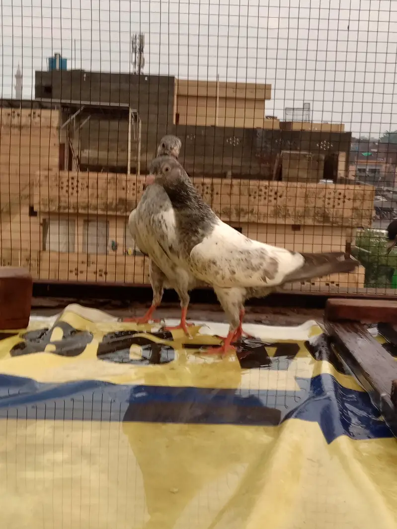 pegions for sale high flying — photo 3