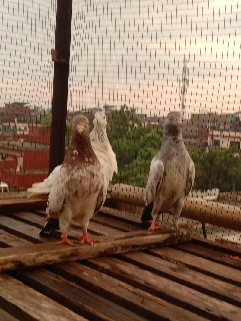 pegions for sale high flying — photo 4