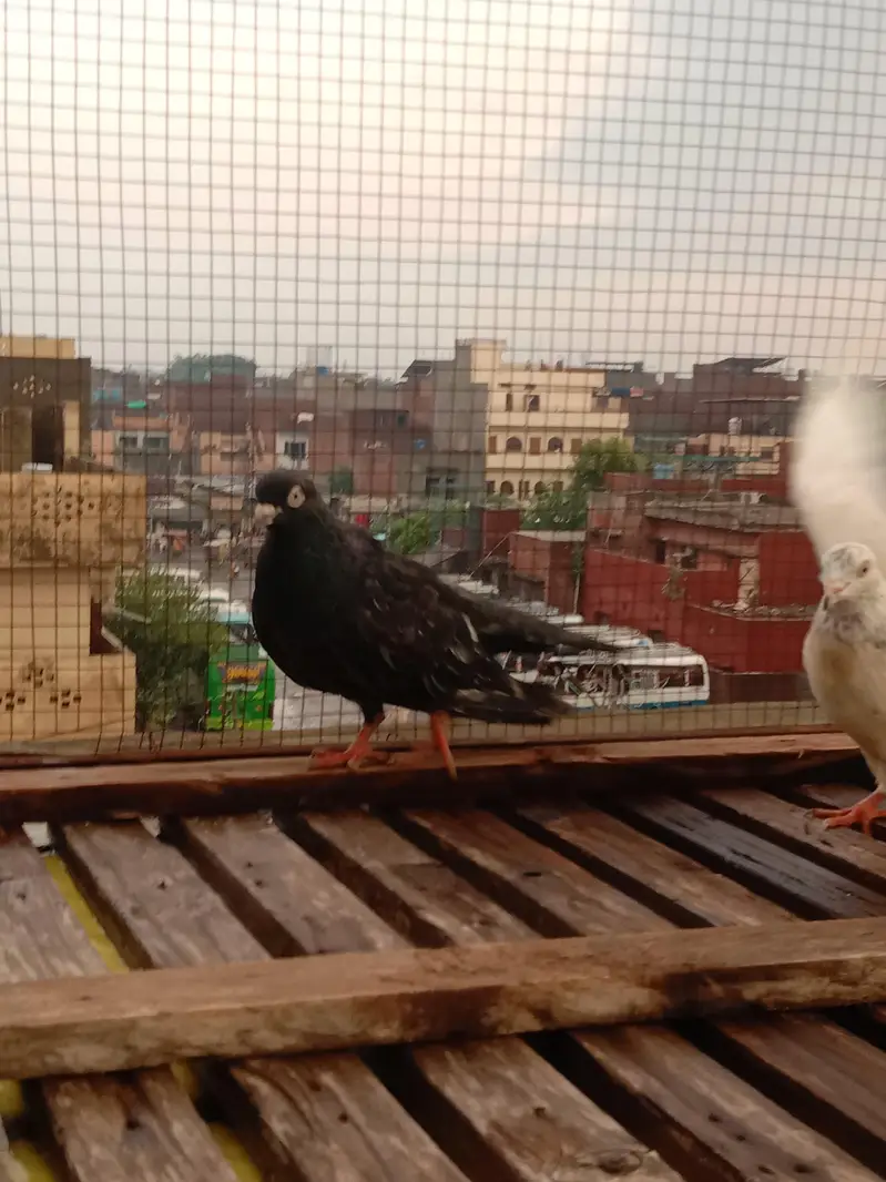 pegions for sale high flying — photo 7