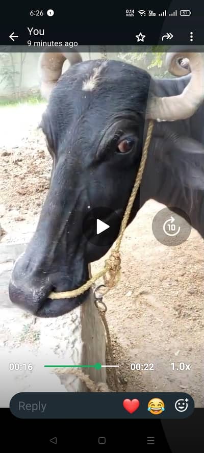 buffalo for sale