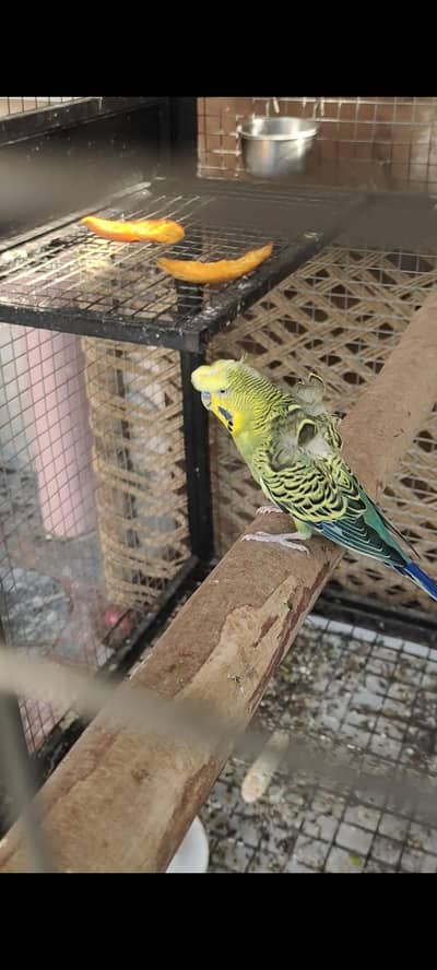 Hogoromo Male for Sale