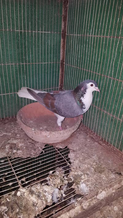 sherazi pigeon