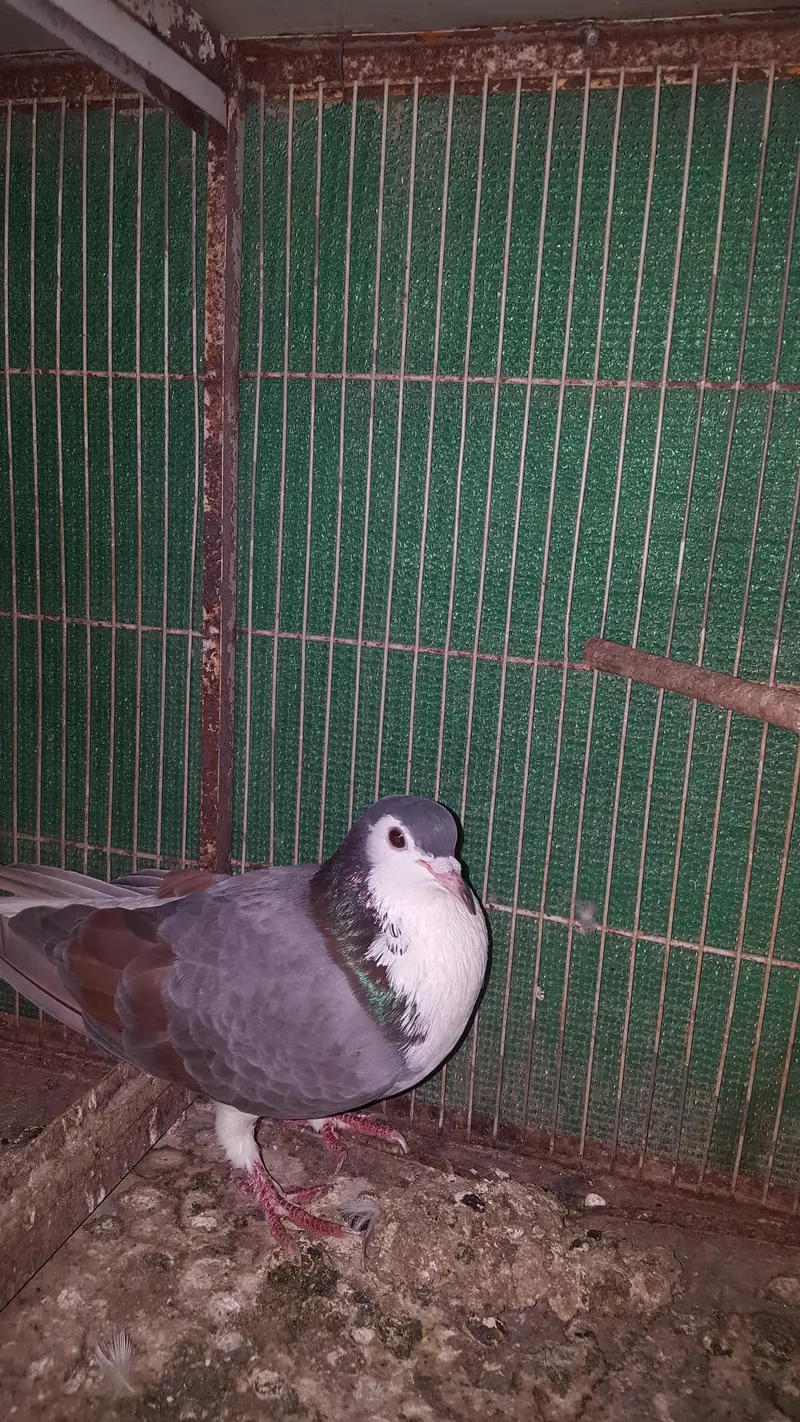 sherazi pigeon — photo 2