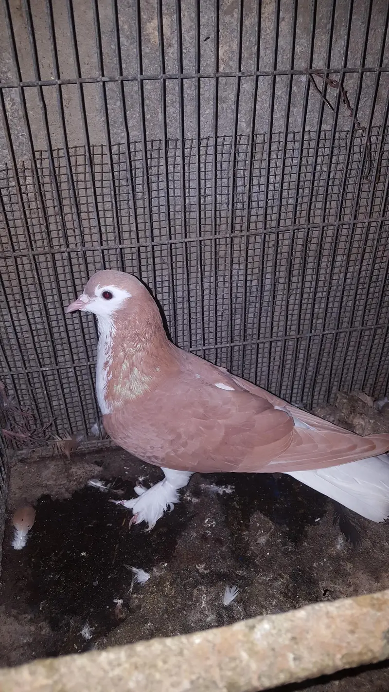 sherazi pigeon — photo 3