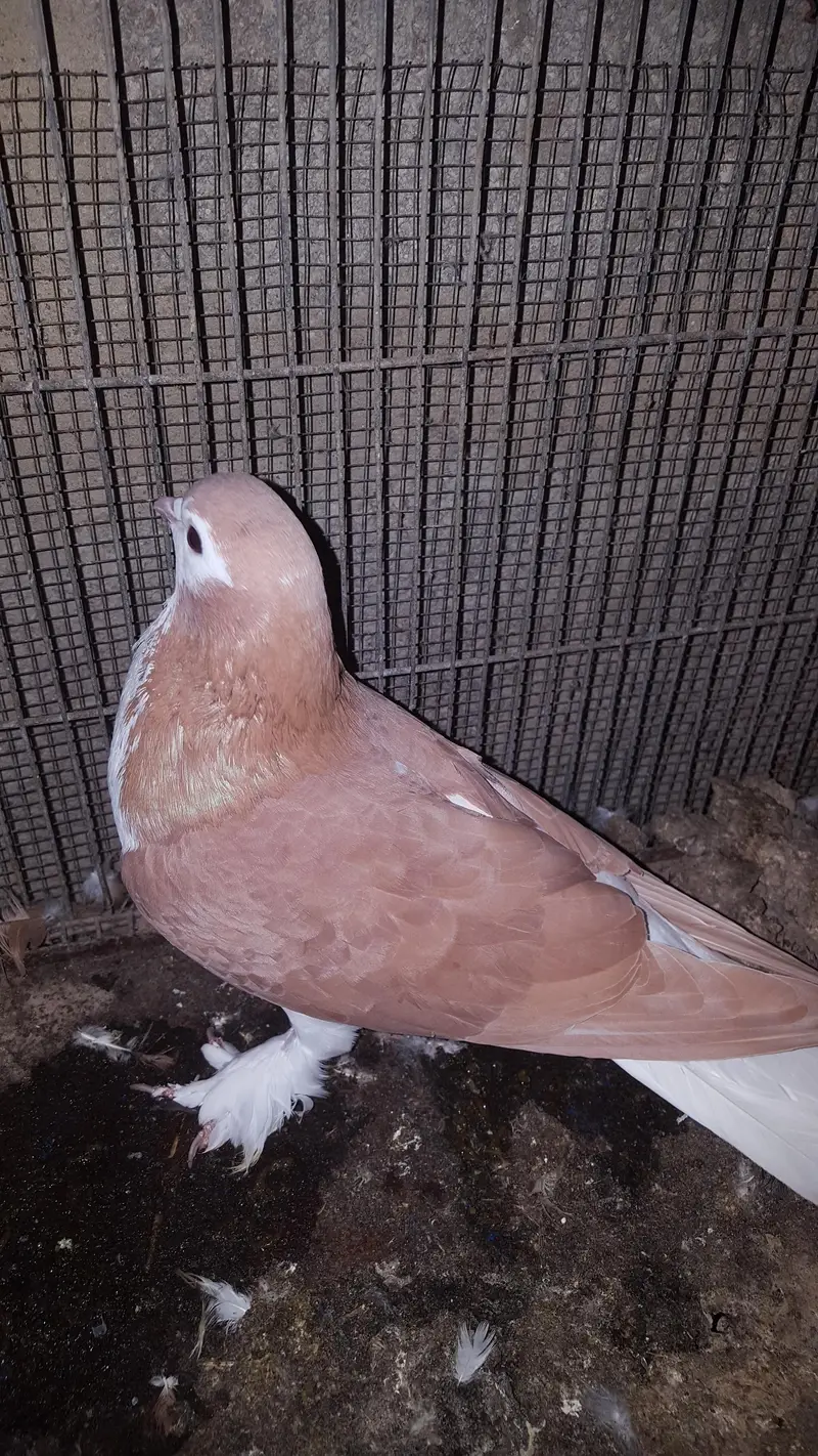 sherazi pigeon — photo 4