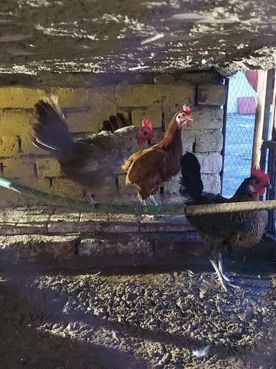 4 desi hens forsale