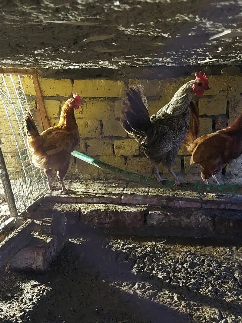 4 desi hens forsale — photo 2