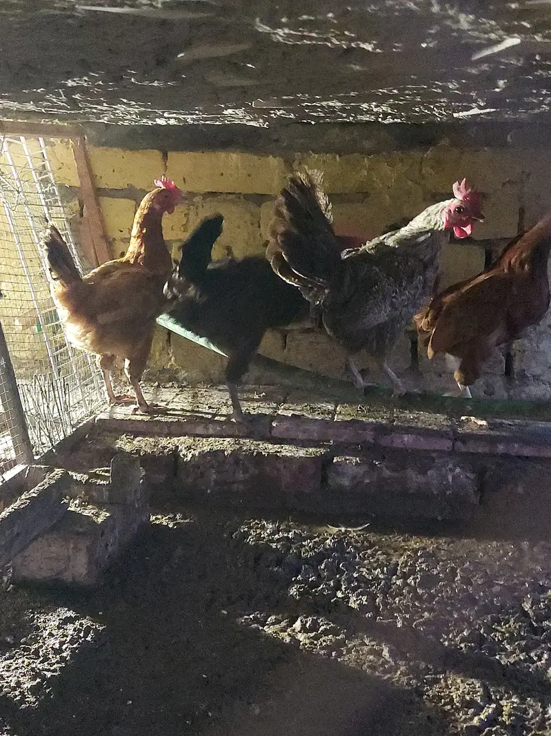 4 desi hens forsale — photo 3