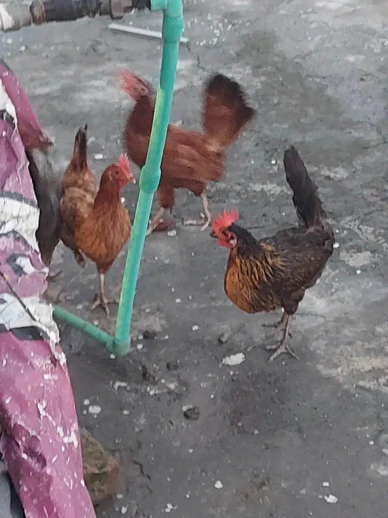 4 desi hens forsale — photo 4